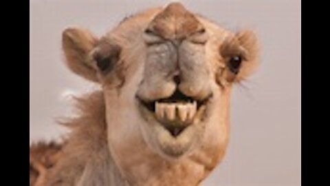 Funniest Animals - Best Of The 2021 Funny camel Videos - camel Animals Ever
