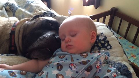 Dog Snores Lullaby For Baby As They Both Delve Into Sound Sleep