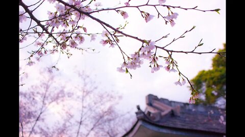 Relaxing Piano Music VOL 2 Meditation , Calm , Romantic Music, Sleep , Study , Ambient