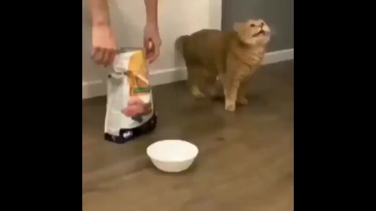 My human is broken cat