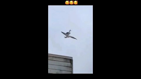funny birds