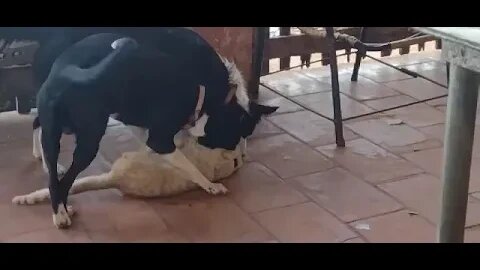 Cachorro e gato crescendo juntos como irmãos e quem vê pensa que estão brigando