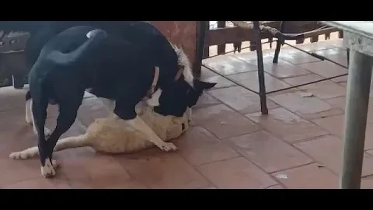 Cachorro e gato crescendo juntos como irmãos e quem vê pensa que estão brigando