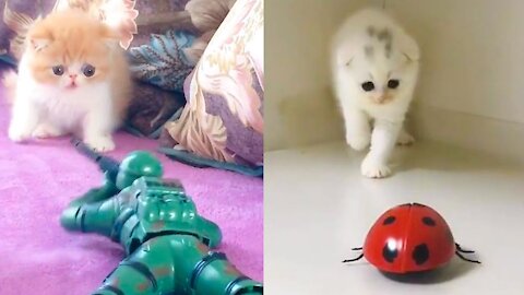 Cat Reaction to Playing Toy - Funny Cat Toy Reaction Compilation 03