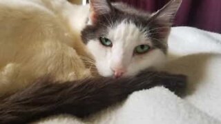 Gatos são os animais de estimação mais imprevisíveis!