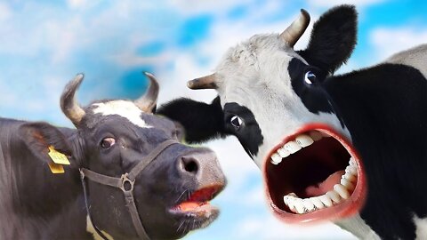 FUNNY COW DANCE 121│Cow Song & Cow Videos 2022 | Crazy Cow