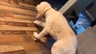 Ce chien marche au ralenti après avoir contrarié son propriétaire