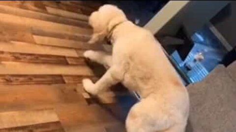 Ce chien marche au ralenti après avoir contrarié son propriétaire
