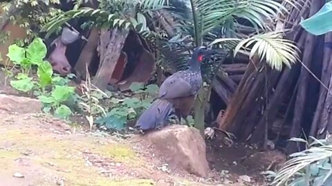 Jacu em busca de comida Jacuaçu , jacuguaçu, guans
