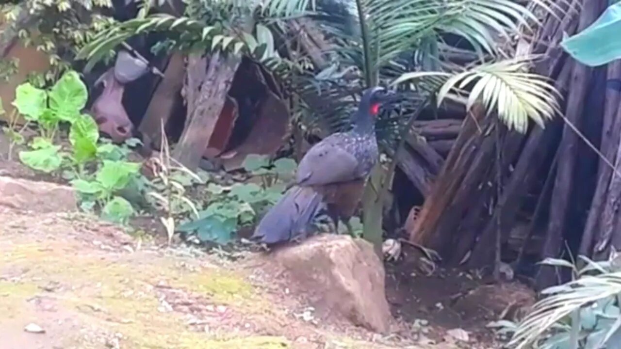 Jacu em busca de comida Jacuaçu , jacuguaçu, guans