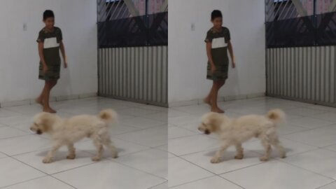 Playful cute dog