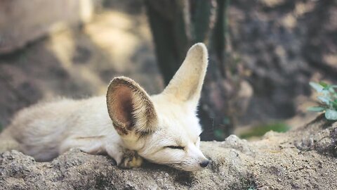 Cutest baby animals video compilation cutest moments of animals - cutest animals in the world #9
