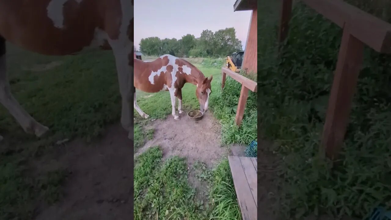 What's With the LONG FACE 🐴🤣😂