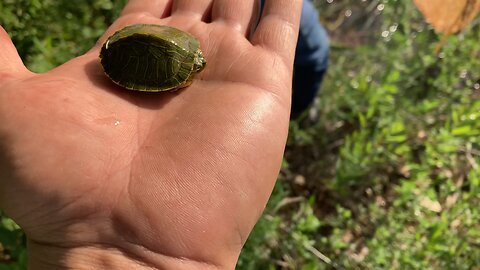 Baby turtle!!!