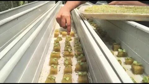 PKL Hari #9 : Kegiatan PKL SMK Negeri 5 Agribisnis & Agroteknologi Merauke | #BerkebunHidroponik