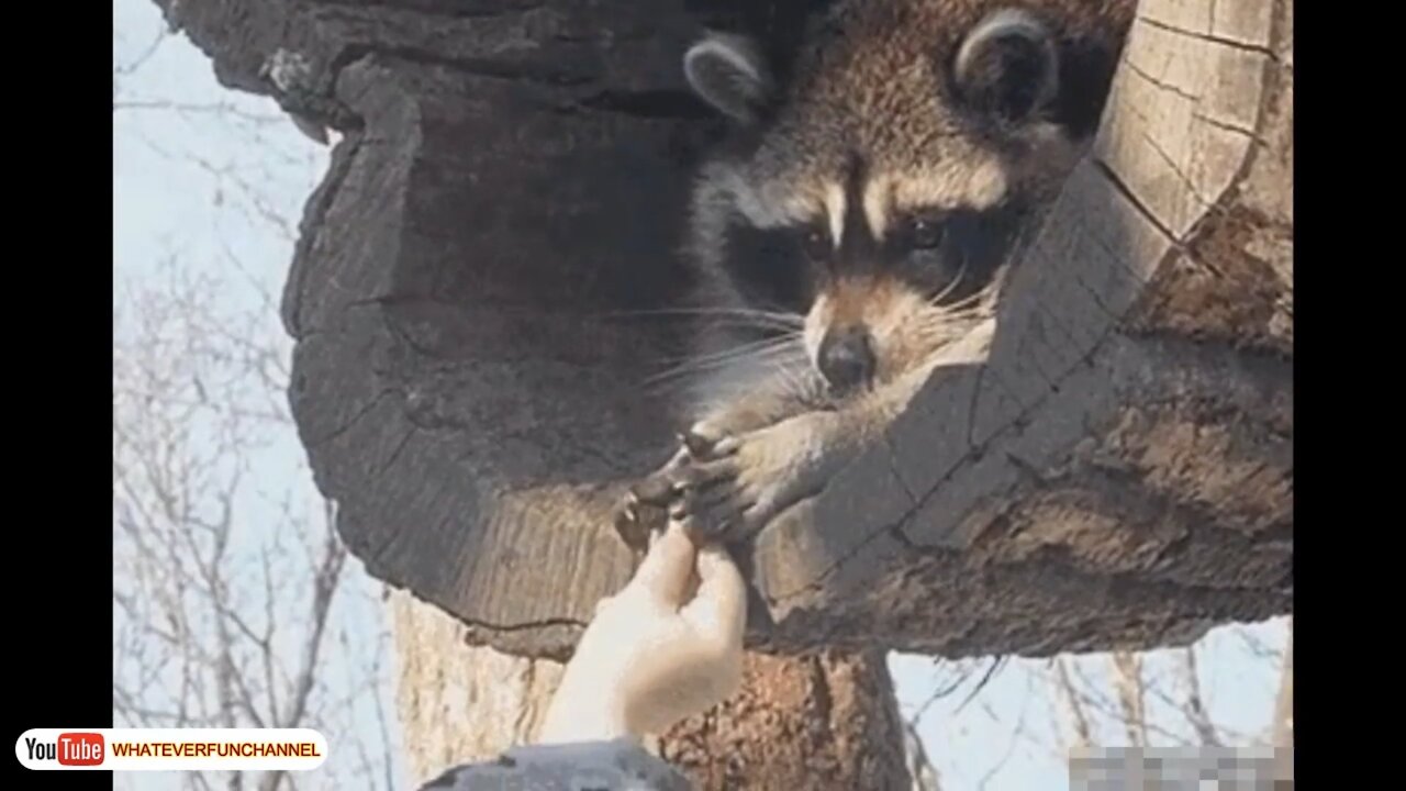 Funny Animals Compilation Cat and More Pets