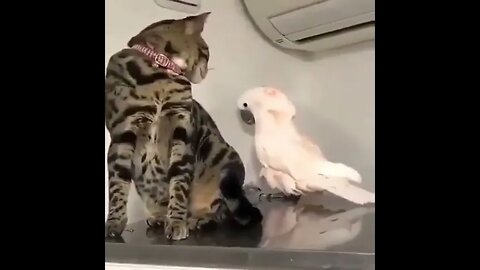 Cat v/s Parrot 🦜#Shorts #ytshorts #UbertainmentFun #Dogs #Animals #Fun