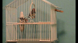IECV PBV #26 | 👀 Play Time With The Finches 🐥🐥 9-6-2014