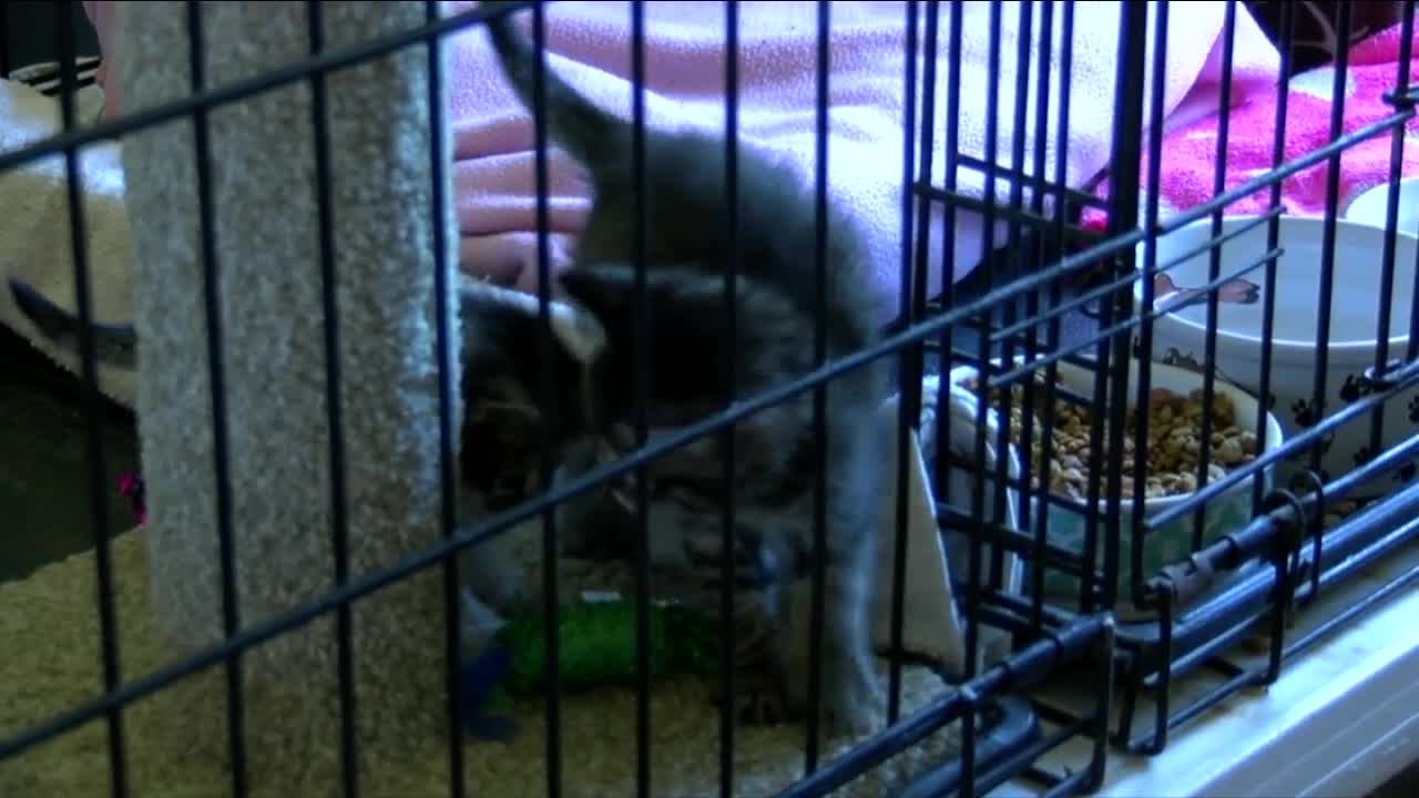 Pet Connection Programs seeks community support