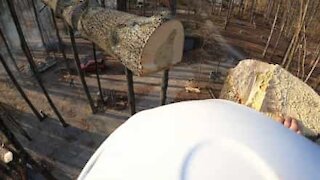 Cut tree top lands exactly on its head