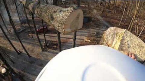Cut tree top lands exactly on its head