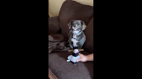 very funny dog, video,