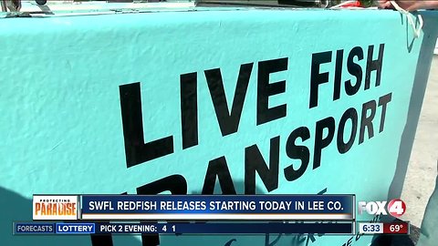 Red tide recovery: Redfish release in Southwest Florida