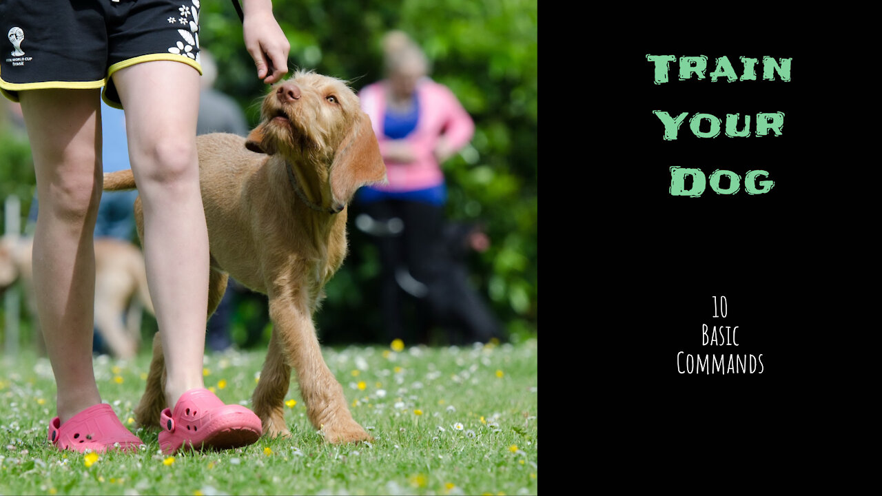 TOP 10 Essential Commands Every Dog Should Know! - Basic Dog Training 🐕