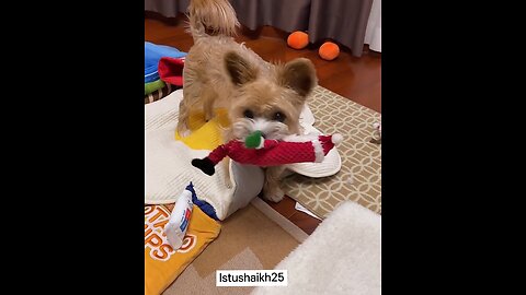 Dogs Chewing Their Food Is Just So Satisfying
