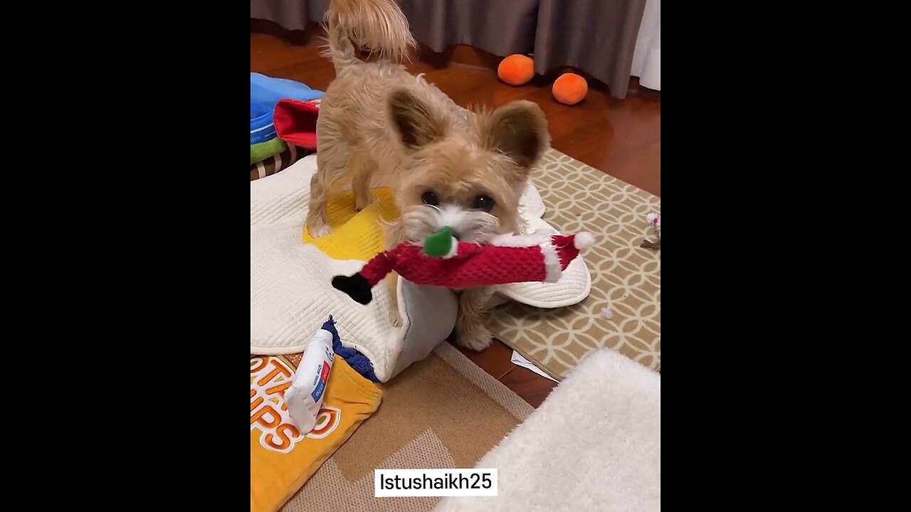 Dogs Chewing Their Food Is Just So Satisfying