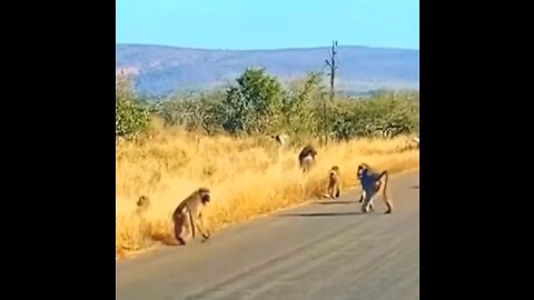Baboons🐒VS🔥Leopard🐆👀😎🍺