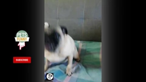Funny Dog Videos | Funny moments
