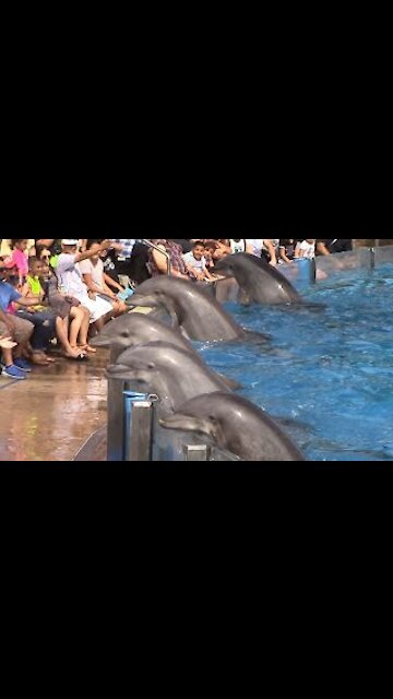 Dolphin Days (Full Show) at SeaWorld San Diego