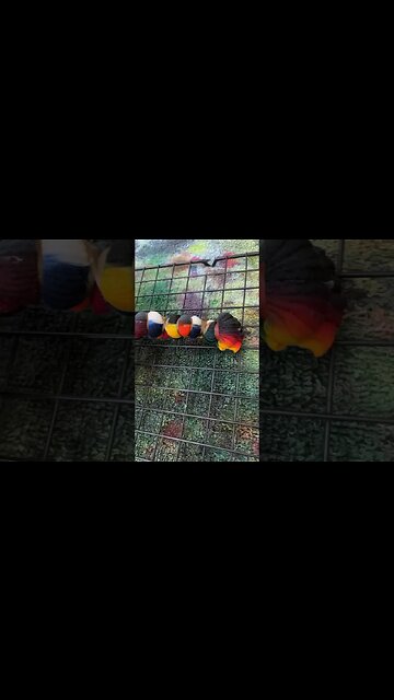 Split Color Combo Yin Yang Dye Art (Tie Dye) #shorts