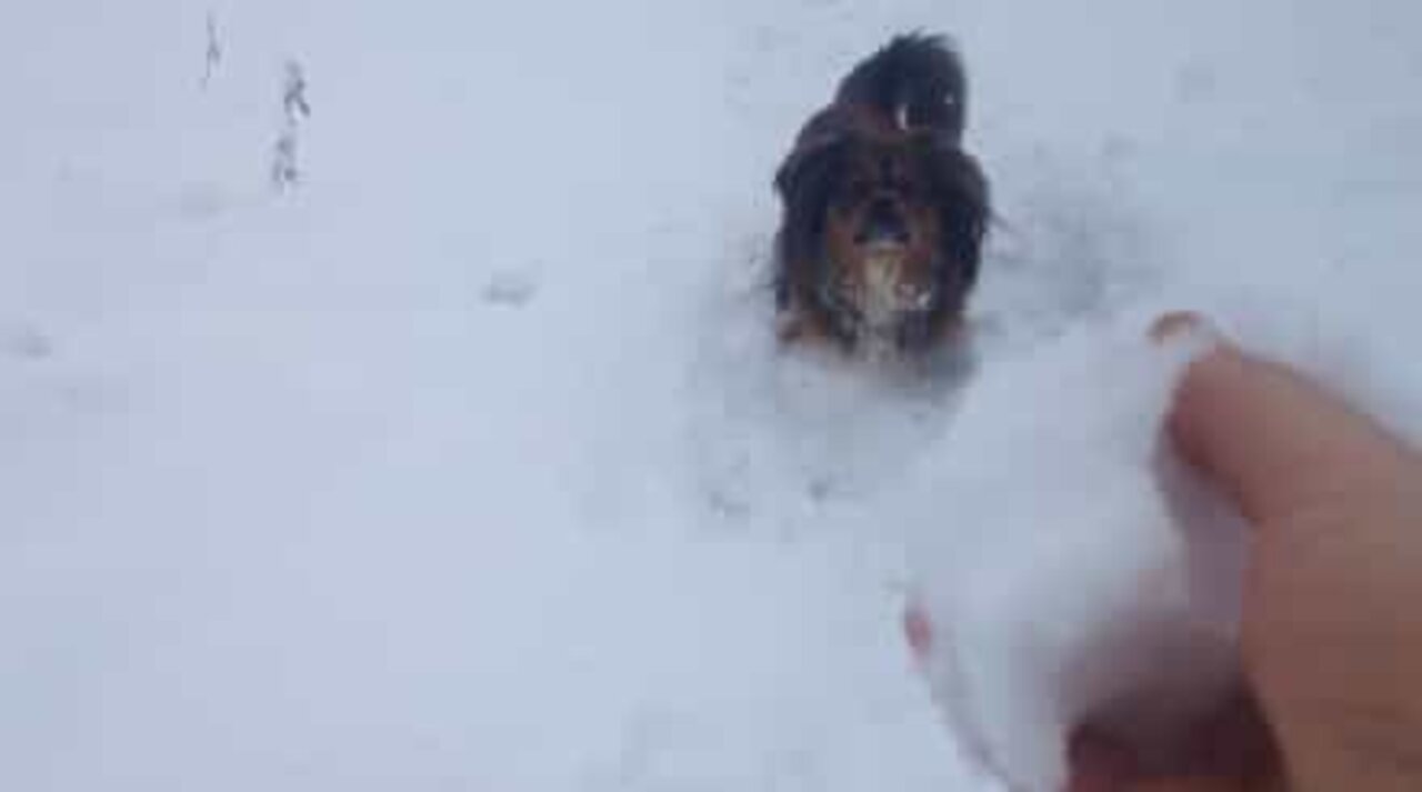 Cão é iludido pelo dono ao tentar pegar bolas de neve