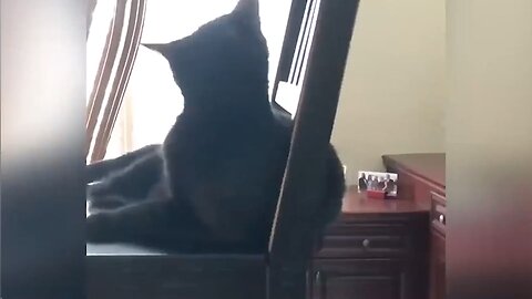 mischievous dogs and cats 8