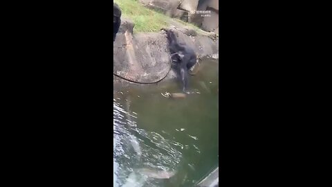 Is baby gorilla fine ??? 😭😭