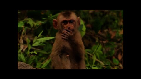 Help Ricky New Member from Savana Team #bbmonkeys