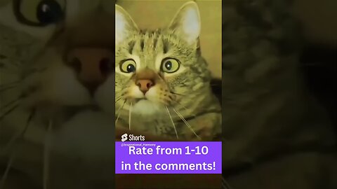 Cat quirks!