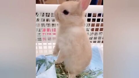 Funny videos of little bunnies 🐇 cute bunnies