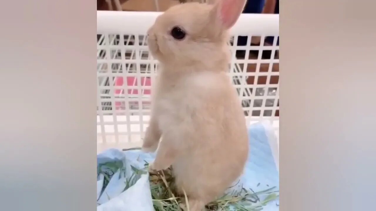 Funny videos of little bunnies 🐇 cute bunnies