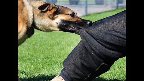 How to easily defend yourself against a dog ! Works 100% with easy tricks