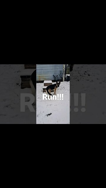 Beware Of Dog #shorts #shepsky #dogmeme #huskymix #cute #dog #run