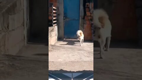 Roda roda cachorro aqui