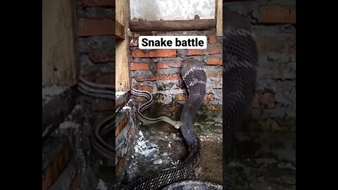 SNAKE BATTLE 🐍