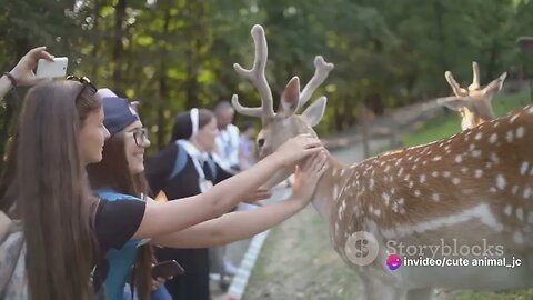 Under the Torii Gate: Japan's Sacred Deer of Nara