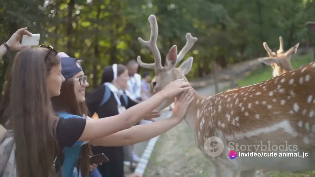 Under the Torii Gate: Japan's Sacred Deer of Nara