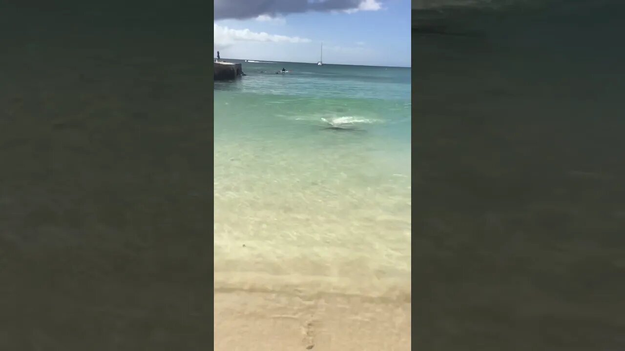 NOT A LITTLE FISH