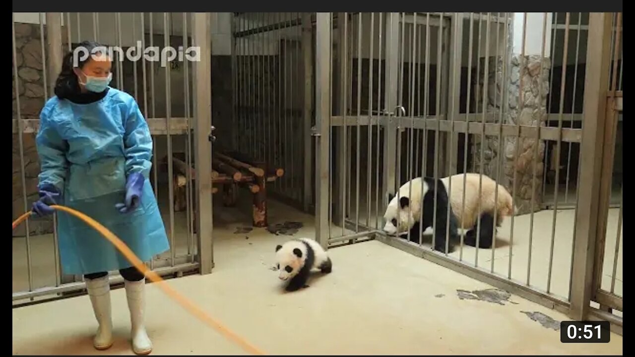 Panda keeper gives the cub back to his mum