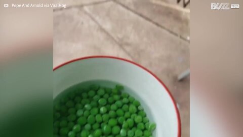 Ces canards dévorent un bol de petits pois en 30 secondes